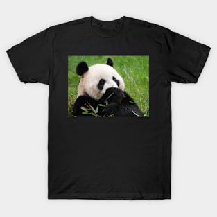 Giant panda bear T-Shirt